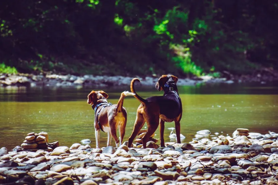 Billy Crafton Dogs - All Dog Videos